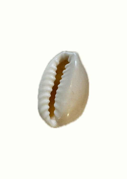 Charms coquillage
